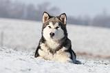 ALASKAN MALAMUTE 062
